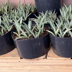 Smooth Agave Plants – 6” Pots (10–12 Plants per Pot)