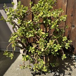 Large Jade Plant. 