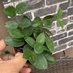 Hoya Matilda Plants