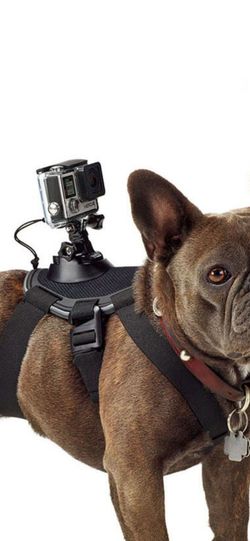 Gopro fetch harness