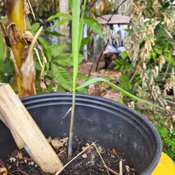 purple sugarcane starter 