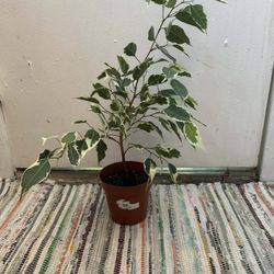 Ficus Benjamina Variegata 