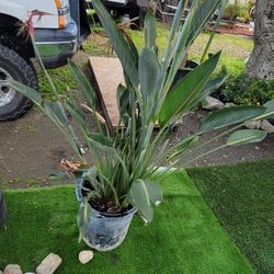 Birds Of Paradise Plants With Flowers 100.00 Each 