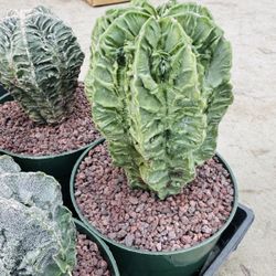 $70 Astrophytum Furuky  Cactus 