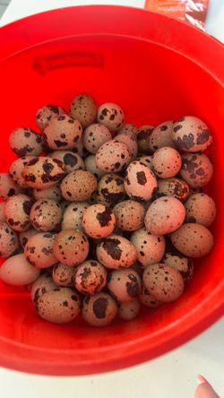 Huevos frescos de codorniz