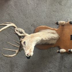 1966 Deer Head With  All 4 Hooves 