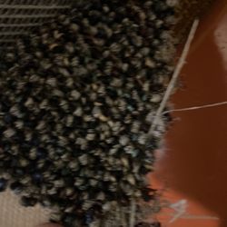 New commercial carpet