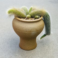 Succulents plants 🪴