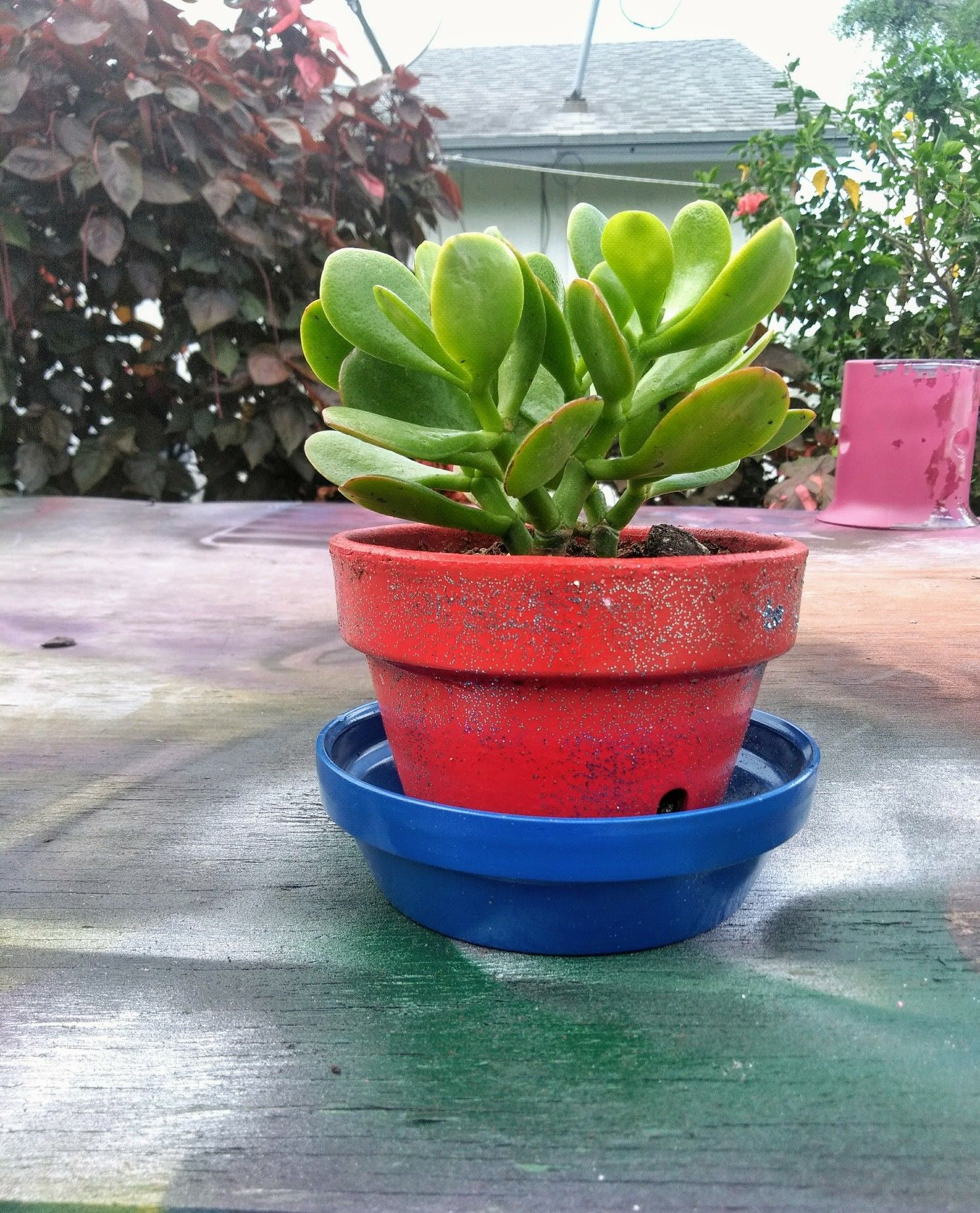 Jade plant