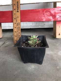 Small Sunburst succulent plant