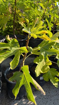 🍑 Conadria Fig Plant — Large, Sweet Figs with a Peach-Like Flavor