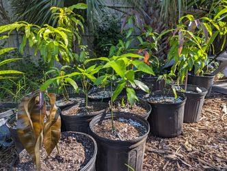 Mango Seedlings 3 Gal Pot