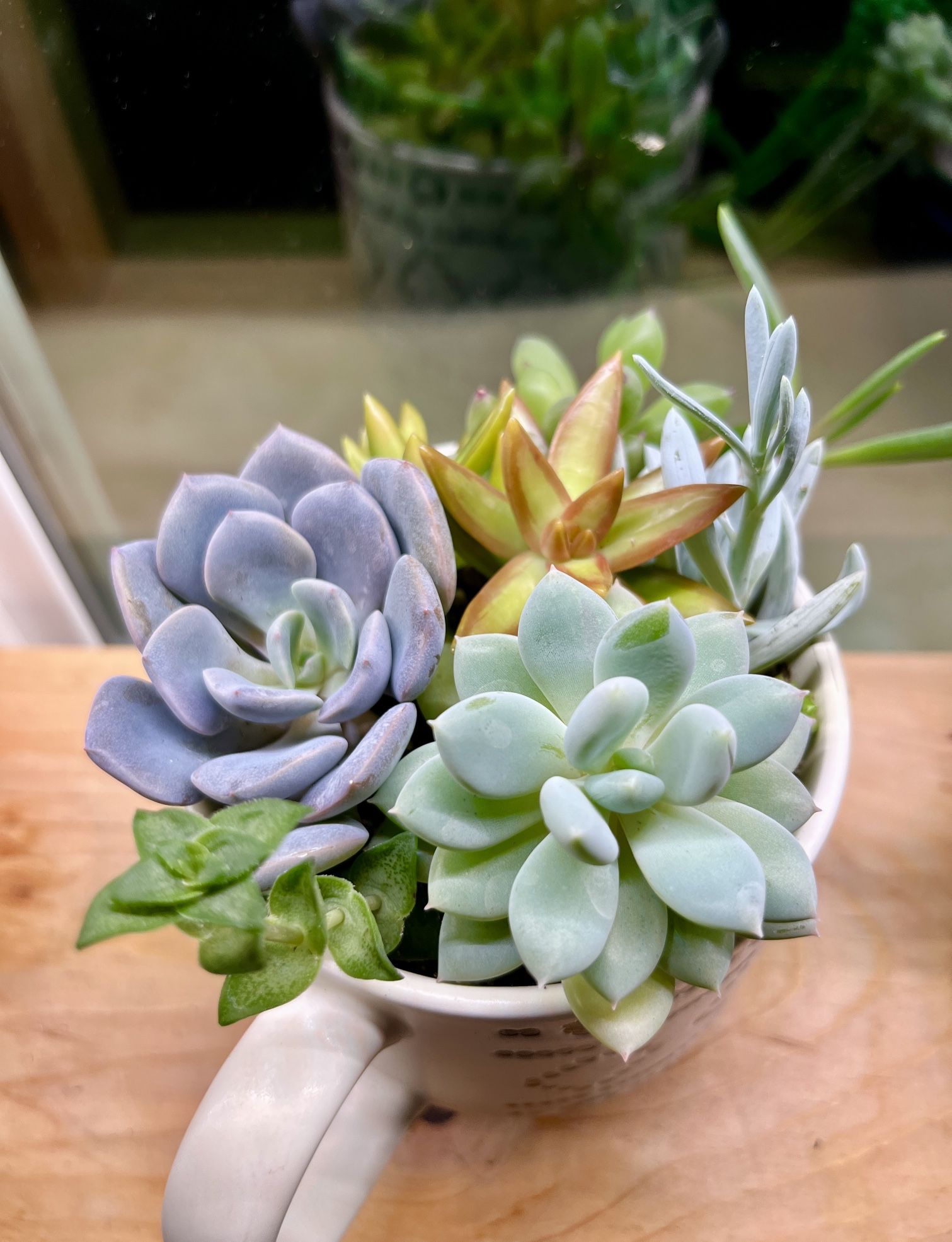 Succulent Collection. Sammamish, Beaver Lake