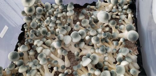 Micro Dose! Cubensis! Grow Ur Own