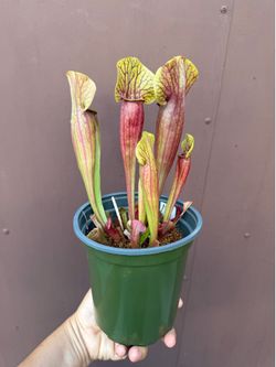 6” pitcher plant