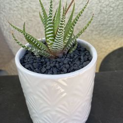 Succulents Zebra Haworthia.