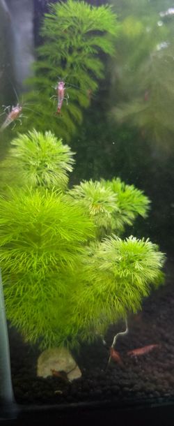 Live Aquarium Plant for shrimp