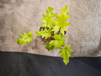 Philodendron Warscewiczii