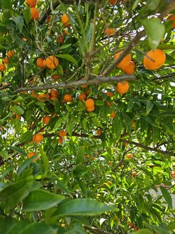 Mandarinas🍊🍊🍊🍊 20 Por $5.00🍊🍊🍊