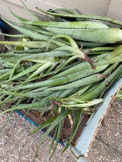 Aloe Vera