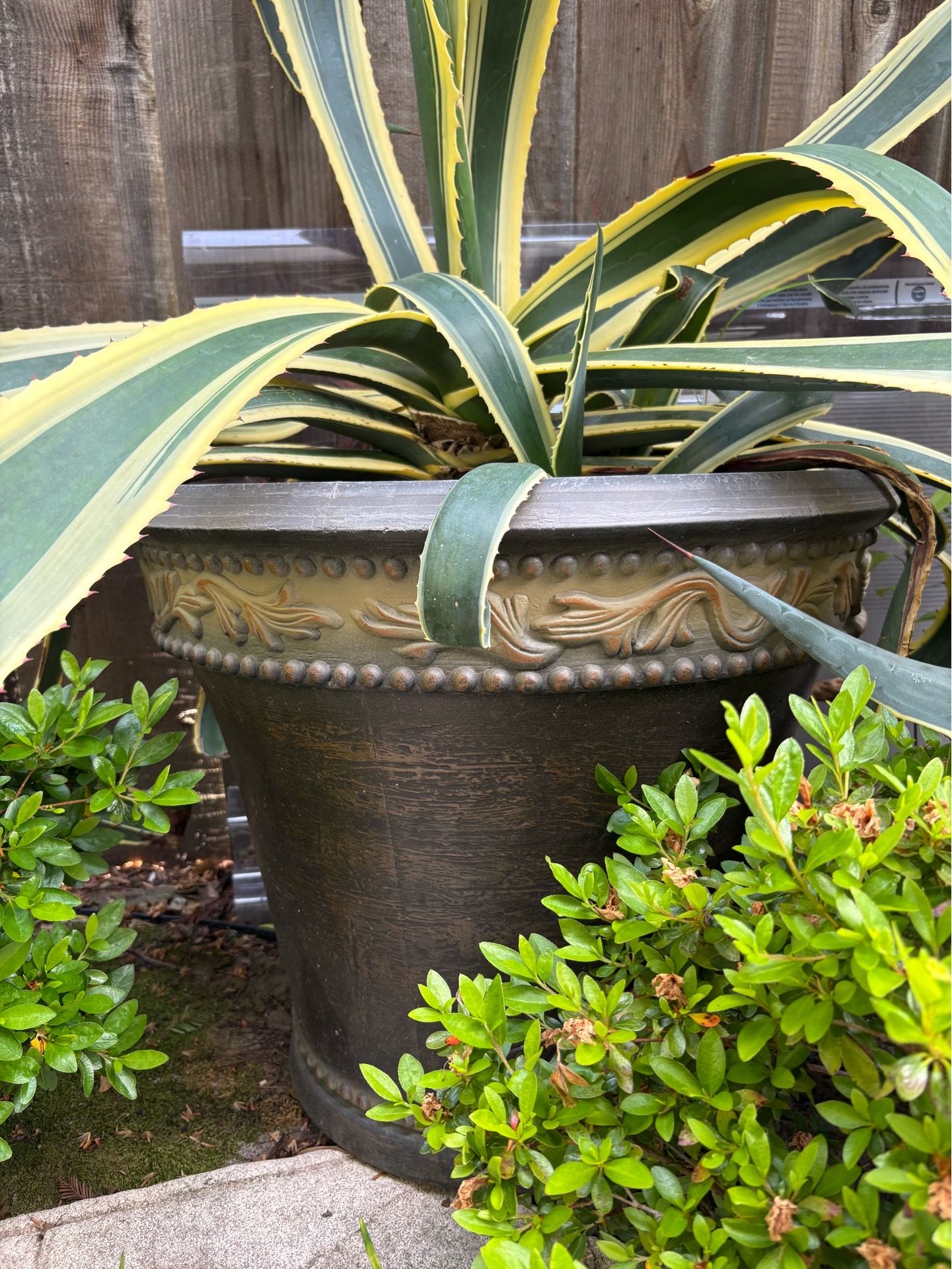 30-gallon potted Agave