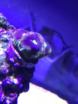 Coral