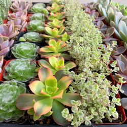 64 bulk succulents - 2 inch pot - party favors