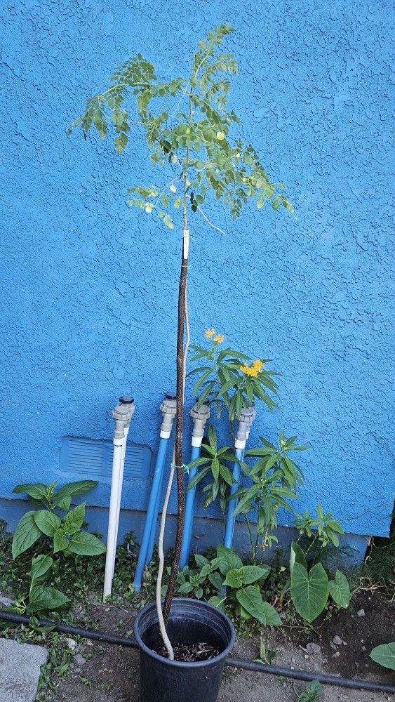 Moringa Plant