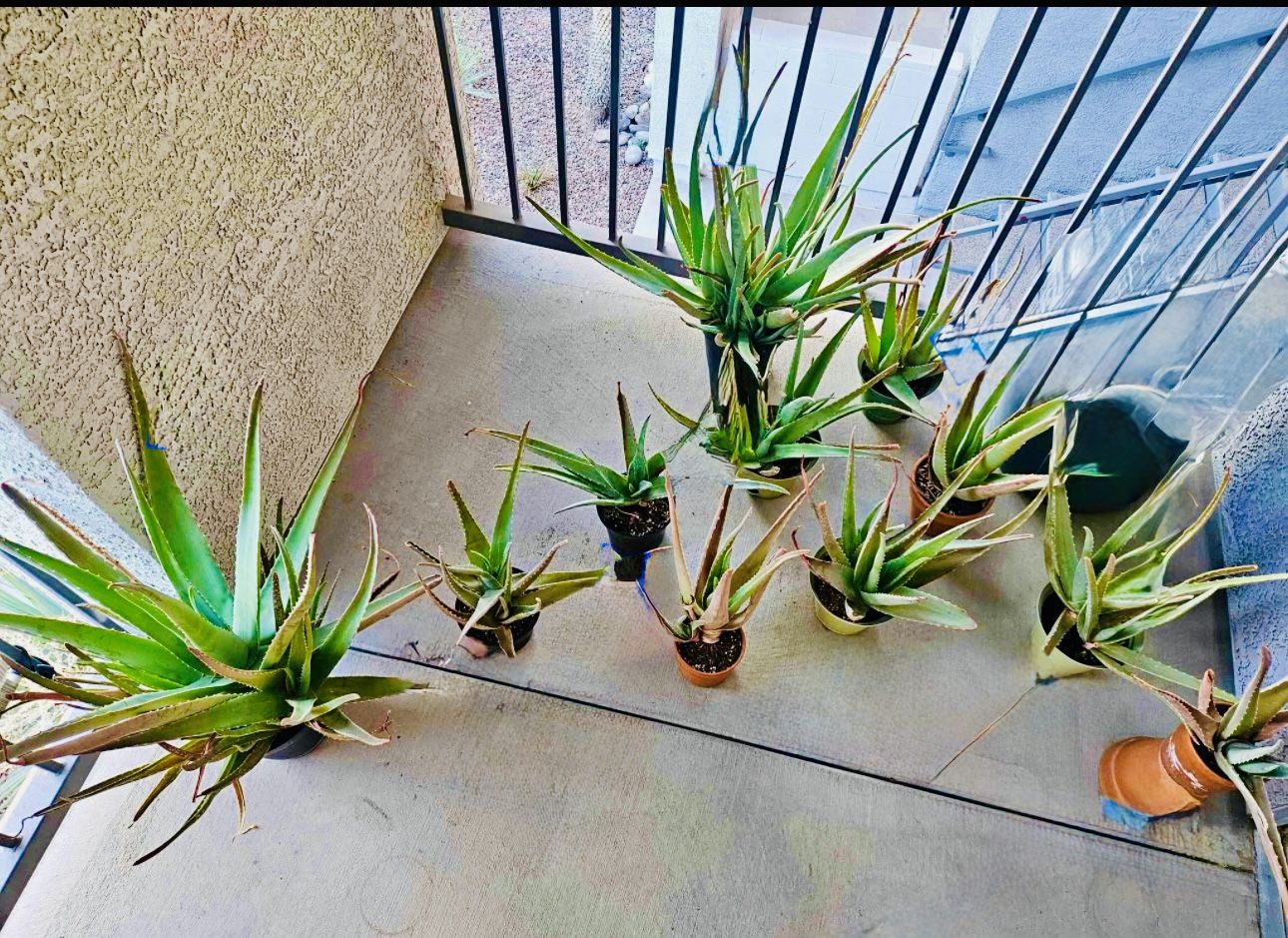 Aloe Vera Plant