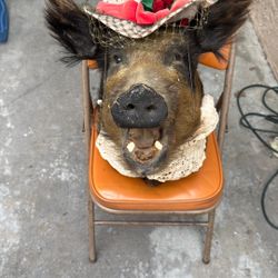 Real Boar Decor  