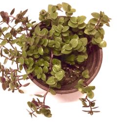 Succulent  Live Plant 