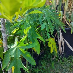 Papaya Tree Plants 