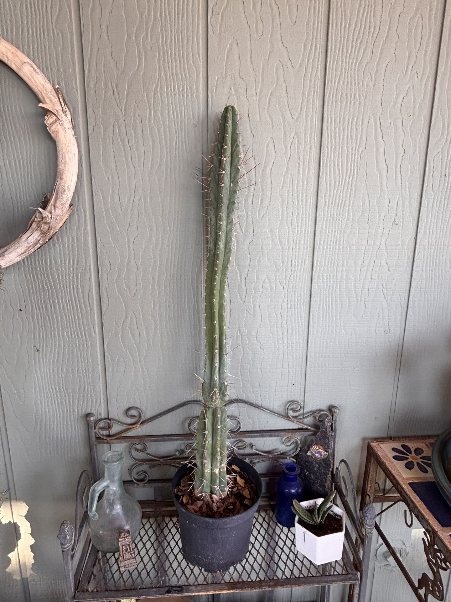 Peruvian Torch Cactus Plant Trichocereus