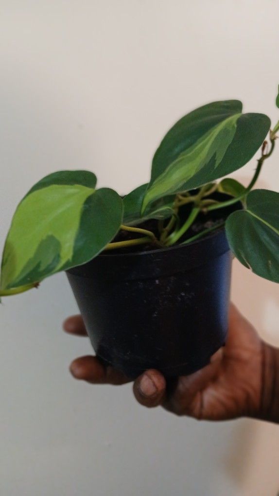 Variegated Heart Plant