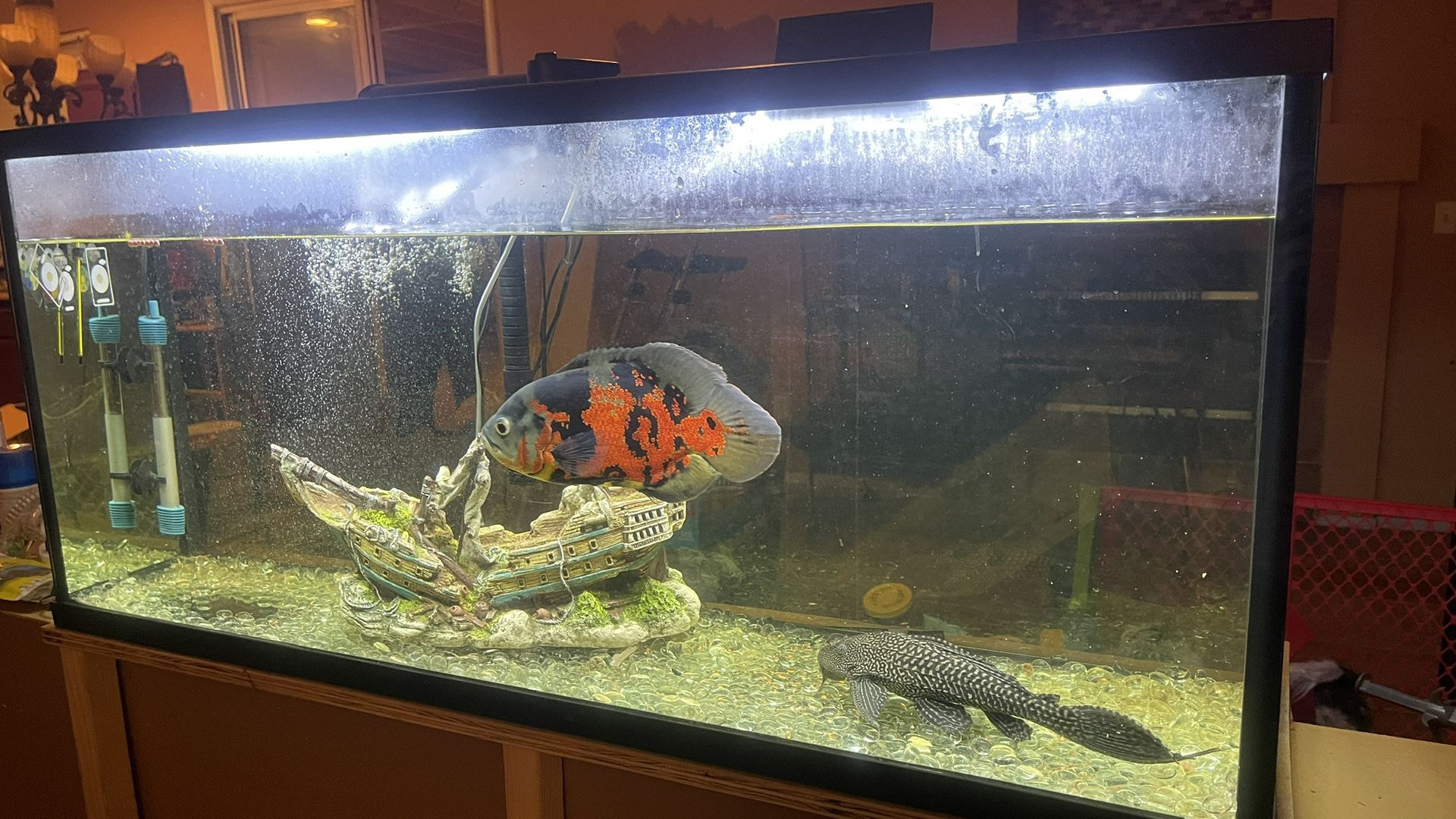 55 Gallon Tank With Multiple supplies