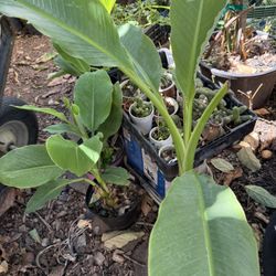 Ornamental Flowering Dwarf Bananas 