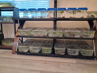 Mini Aquatic Aquariums