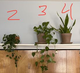 Plants - trailing pothos and snake