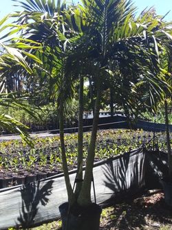 PRICE REDUCED! CHRISTMAS PALM IN 15 GALLONS 5' FEET TALL WITH MULTIPLE TRUNK FOR ONLY $50! ONLY A FEW LEFT