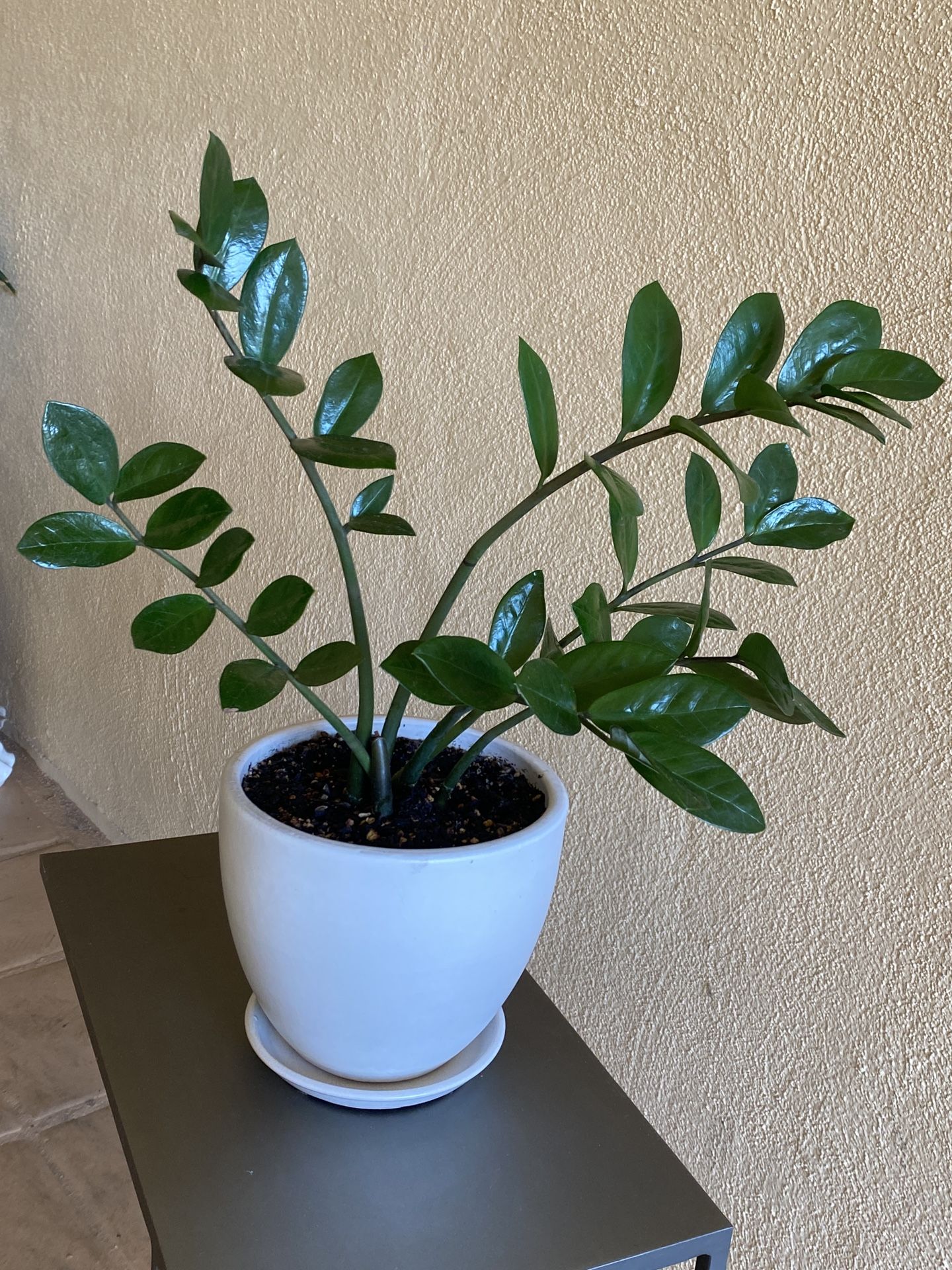 ZZ Plant in White Pot πΏ