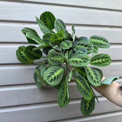 6” maranta lemon lime