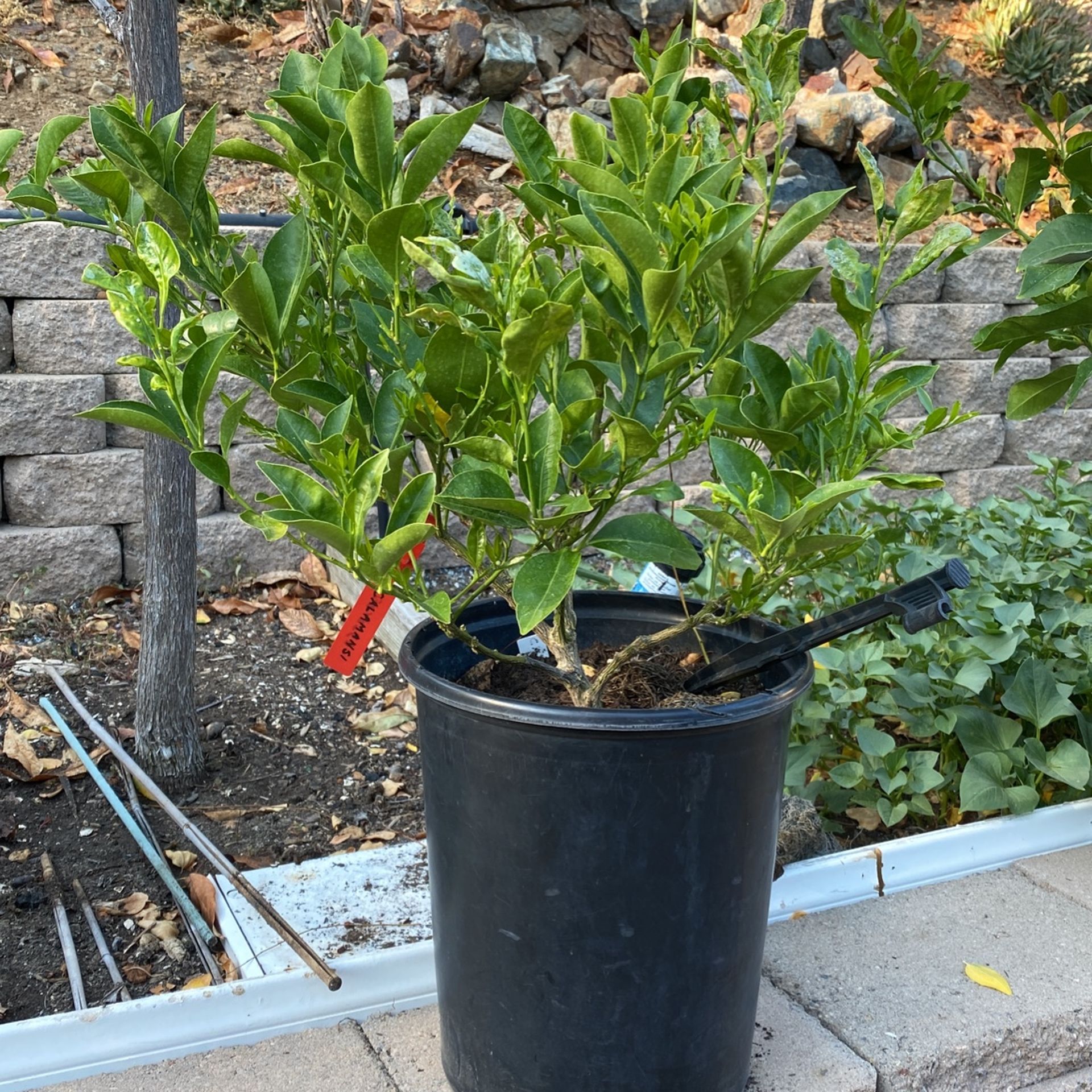 Calamansi Tree