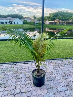 Heterospathe elata palm (Sagisi palm,  palma brava)