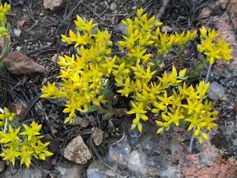 Stringy stonecrop Plant