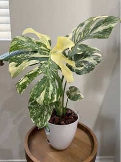 Monstera Thai constellation high variegation crème brûlée