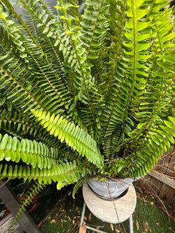 Planta