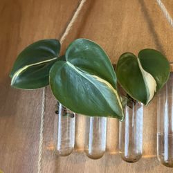 Philodendron Rio Plant Cuttings 