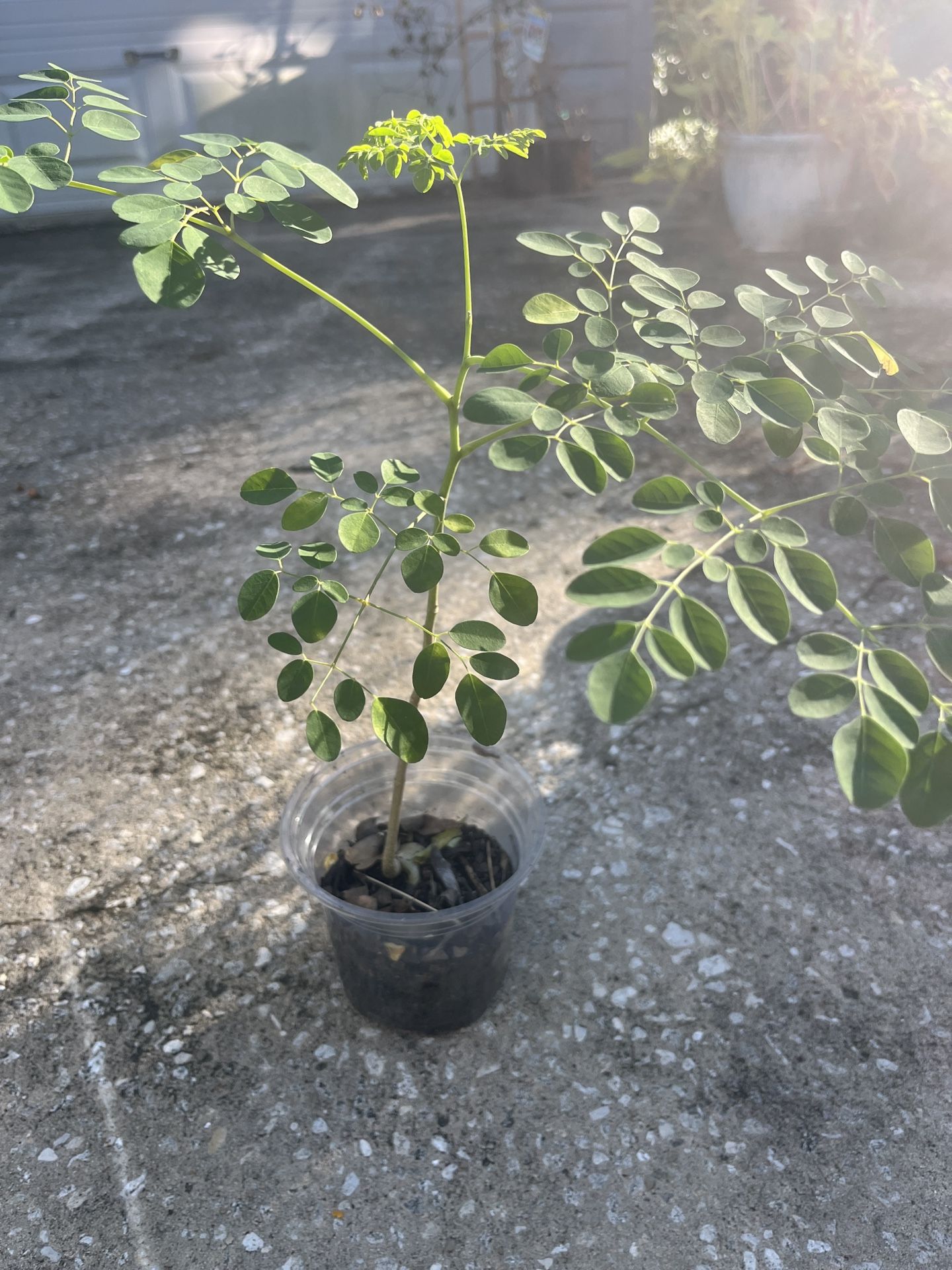 Moringa Tree With Free Aloe Plant