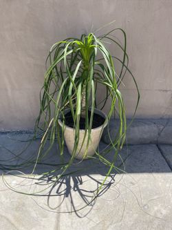 Ponytail Palm Tree Live Plant  12-18 inches Tall