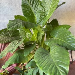 BIG Elephant Ears plant 